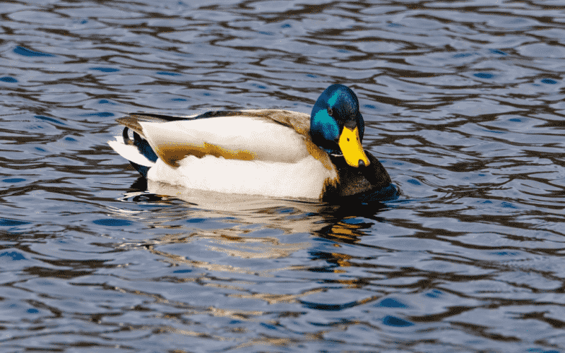 武冈血浆鸭的灵魂:一只合格丝鸭的终极修养|武冈网