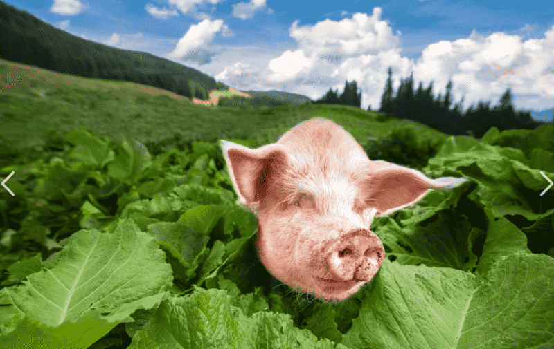 猪血的选择——猪血丸子的灵魂色泽|武冈网